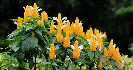 金苞花開(kāi)花圖片欣賞