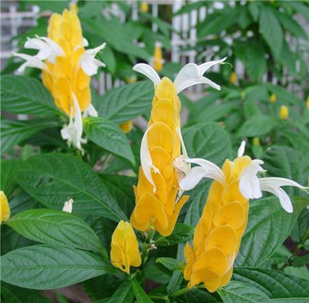 金苞花開(kāi)花圖片欣賞