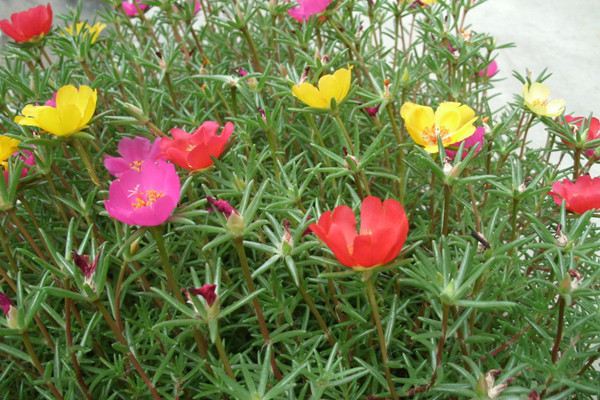 農(nóng)村最不起眼的花，沒人管就能美翻天