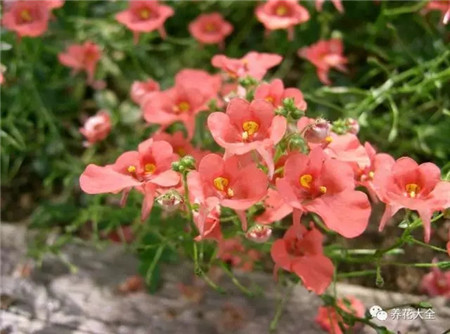 雙距花