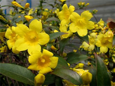 法國(guó)香水花開花欣賞