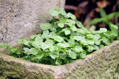 漂亮的銅錢(qián)草