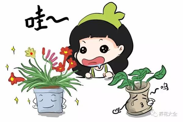 別只養(yǎng)綠蘿吊蘭，這些花美到天際，你不試試