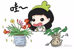 別只養(yǎng)綠蘿吊蘭，這些花美到天際，你不試試