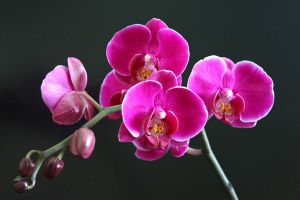 這些花開(kāi)花竟然開(kāi)出了小貓、小兔子、小蝴蝶，太激萌了