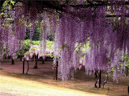 紫藤花開(kāi)花圖片欣賞