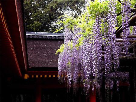 紫藤花開(kāi)花圖片