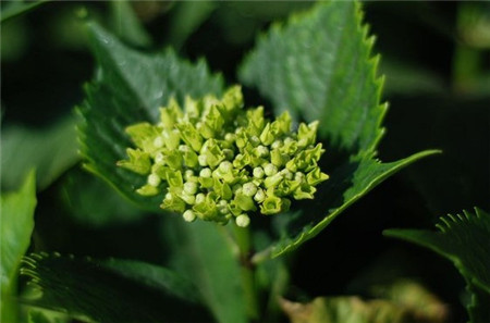 繡球花