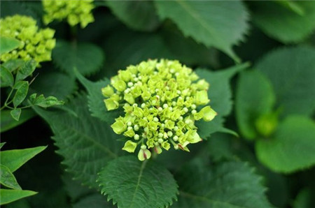 繡球花