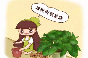 給花來(lái)個(gè)“人工呼吸”，葉子綠得像翡翠，養(yǎng)20年不爛根！