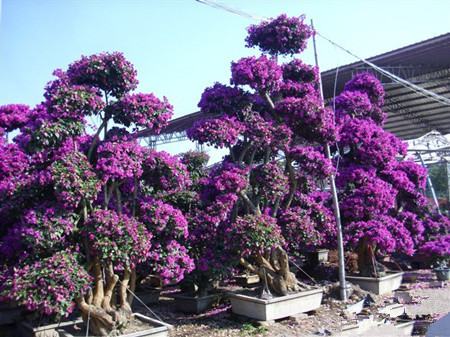 藍花楹花期