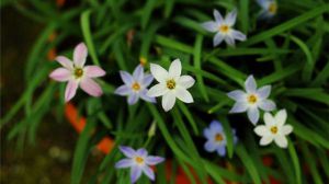 花韭與風雨蘭的區(qū)別