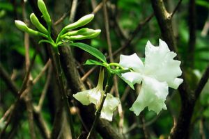 狗牙花什么時(shí)候開花