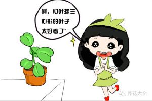 這花就算永遠(yuǎn)不開(kāi)花，我也想養(yǎng)一萬(wàn)年