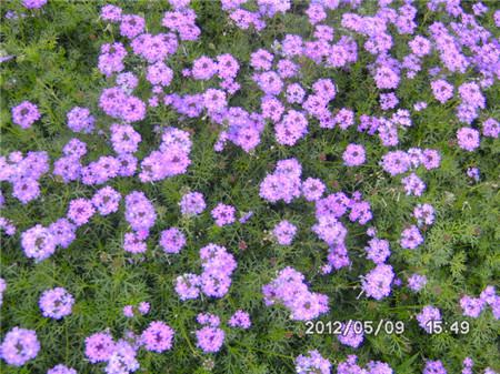 繁星花開(kāi)花前的準(zhǔn)備