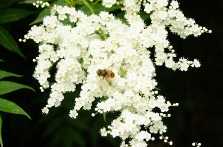 珍珠梅開花的養(yǎng)護(hù)措施