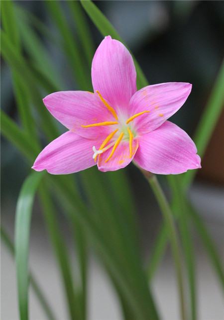 韭菜蓮怎么多次開(kāi)花