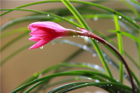 韭菜蓮開(kāi)花圖片欣賞