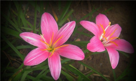 韭菜蓮開(kāi)花圖片欣賞