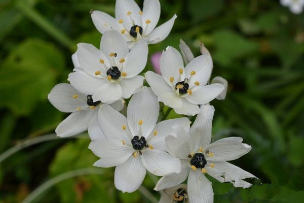 虎眼萬(wàn)年青開花嗎