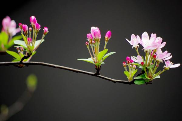 家里沒(méi)有光，養(yǎng)這6種植物也能開(kāi)出花