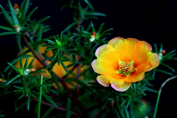 午時(shí)花怎么繁殖