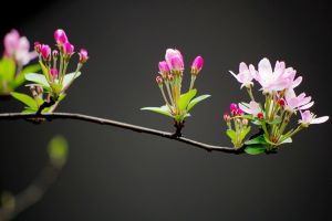 家里沒有光，養(yǎng)這6種植物也能開出花