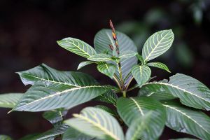 金脈單藥花的繁殖方法