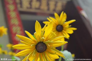 太陽花的繁殖方法