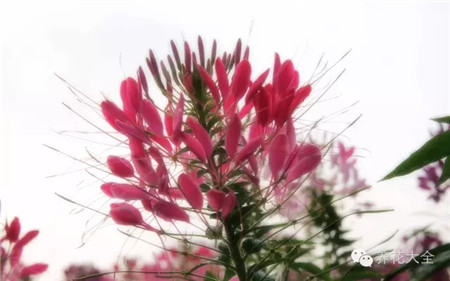 水果皮、爛菜葉做花肥