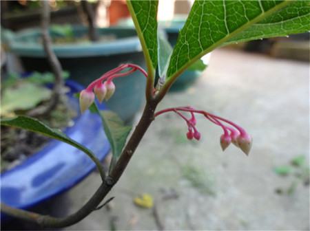 朱砂根什么時候開花