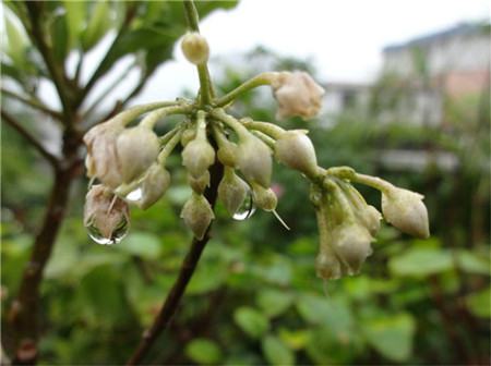 朱砂根開花圖片欣賞