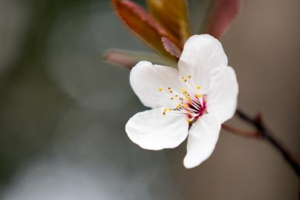 櫻花開花后怎么辦？