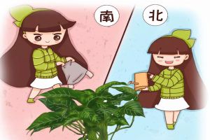 北澆淘米水，南用草木灰，用錯(cuò)了，99%的花都活不了！