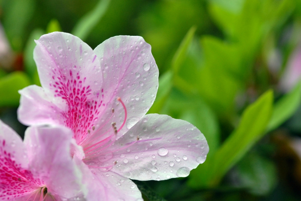 怎么樣讓杜鵑花勤開(kāi)花