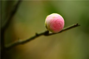 如何讓茶花盡快開花