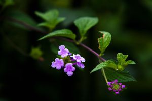 香水草什么時(shí)候開(kāi)花