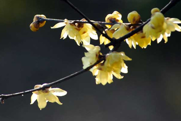 如何使臘梅在春節(jié)開(kāi)花