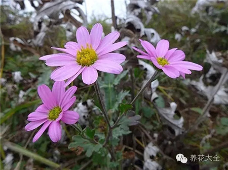 菊花（10~11月賞）養(yǎng)護(hù)要點(diǎn)