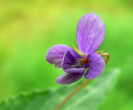 紫地丁香單花