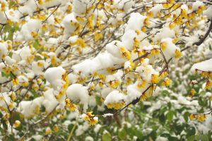 降霜下雪也能開花，這些植物太強(qiáng)悍