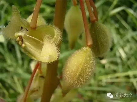 鳳仙花