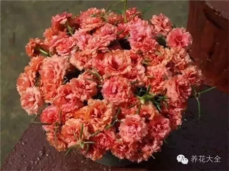 太陽(yáng)花