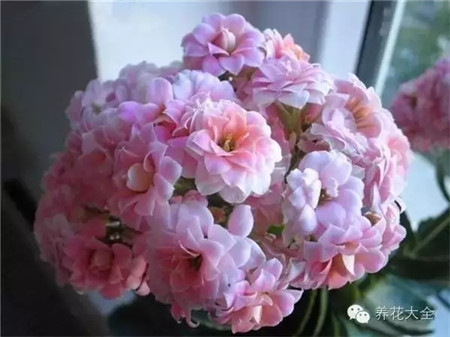 長(zhǎng)壽花