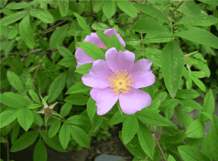 繅絲花的養(yǎng)殖方法