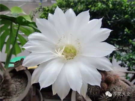 仙人掌開(kāi)花