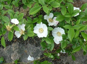 小果薔薇開花