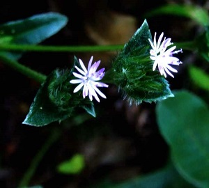 地膽草植株