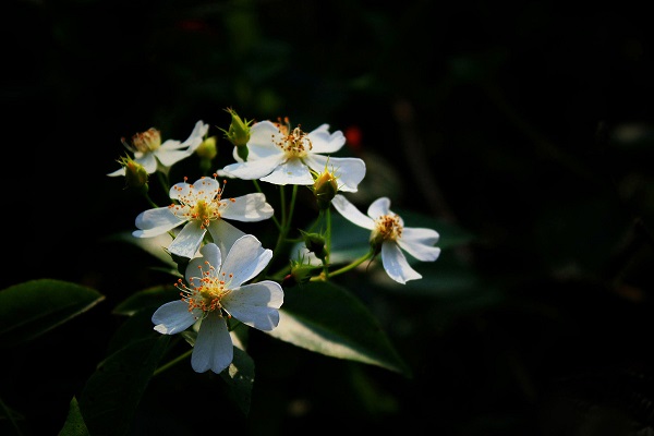 小果薔薇如何盆栽