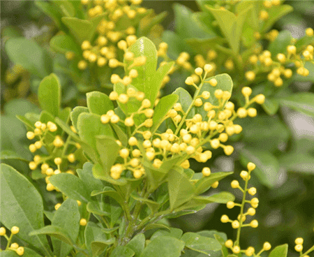 米蘭，天天開花天天香